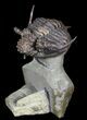 Rare, Encrinurus Trilobite From Malvern England #62874-2